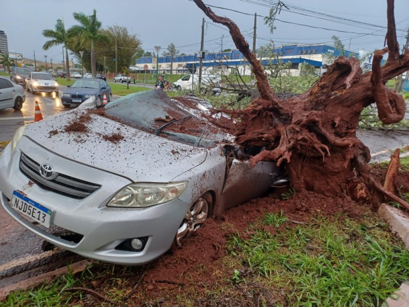 Árvore cai sobre carro após temporal e fere motorista em Maringá