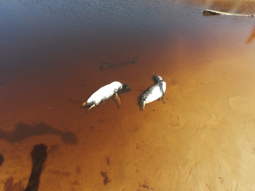 Em um mês, houve encalhe de 739 animais marinhos no litoral do Paraná