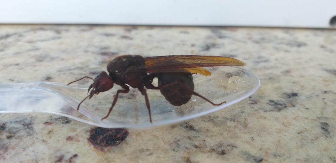 Surto de formigas gigantes assusta moradores no interior do Paraná