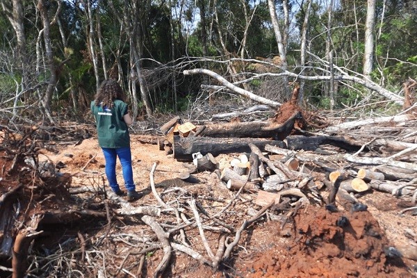 Operação Mata Atlântica em Pé aplicou R$ 15,6 milhões em multas por desmatamento ilegal no PR