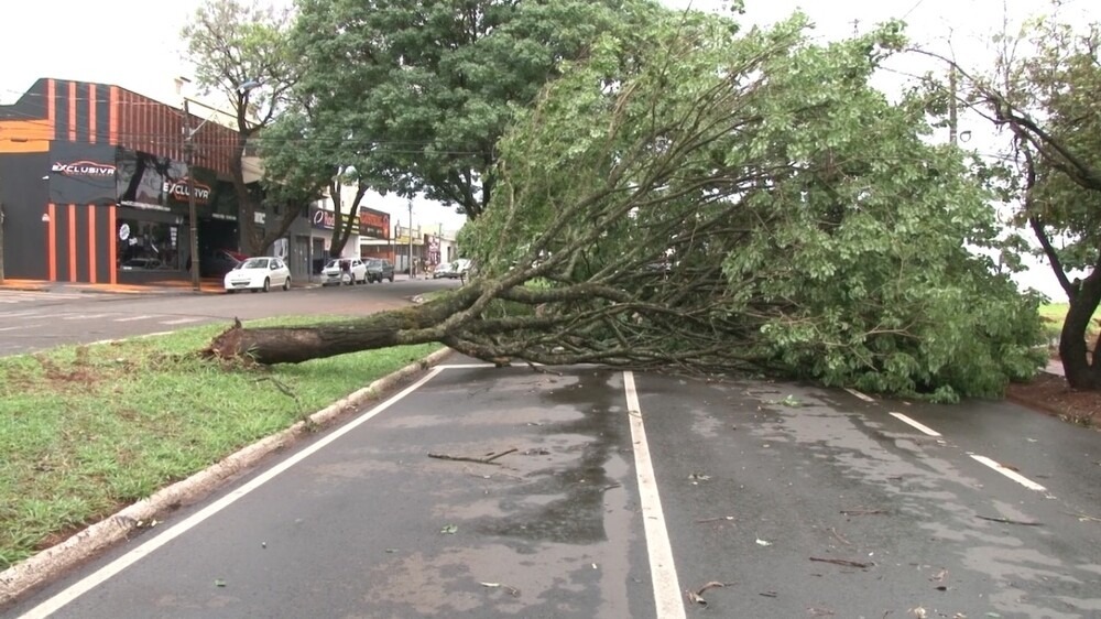 Tempestade causa queda de árvores e deixa 10 mil casas sem energia em Maringá