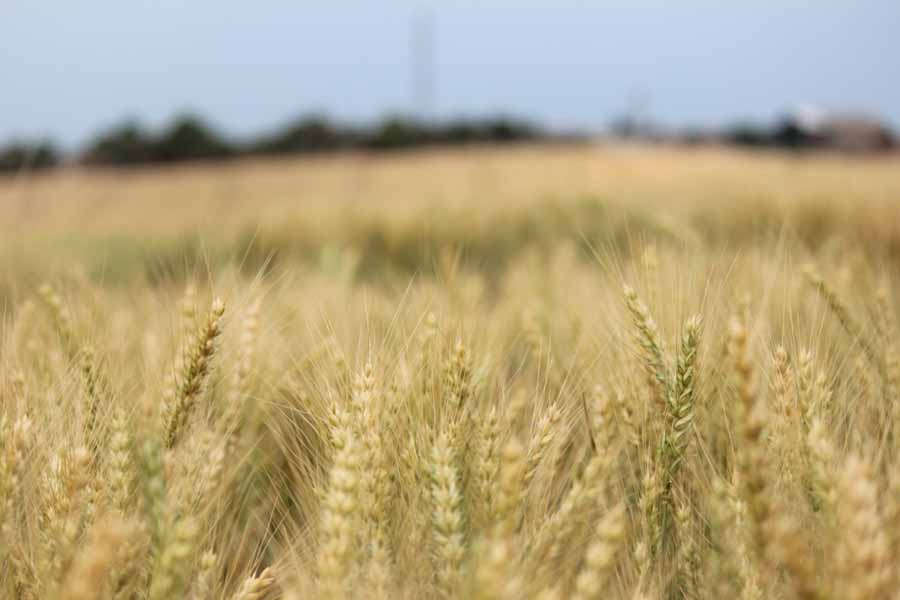 Primeiro mix de cultivares de trigo para consumo humano do Brasil chega ao agricultor em 2023