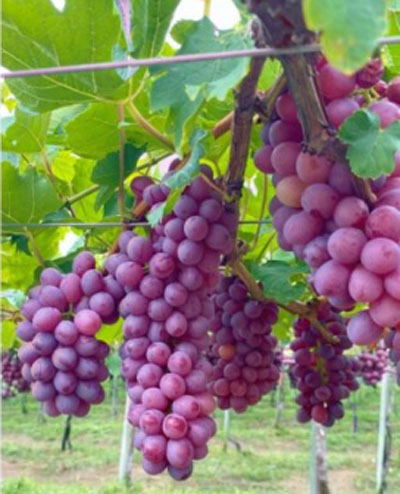 Vem aí a uva com sabor de frutas vermelhas