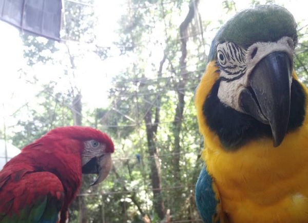 Animais do Zoológico de Foz do Iguaçu são transferidos nesta semana