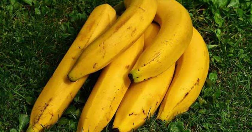 banana preço ao produtor