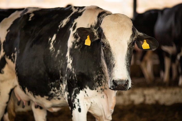 Senar lança cursos gratuitos de curta duração na área de bovinocultura