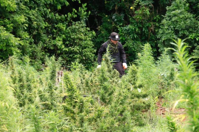 Policiais do Paraguai e do Brasil destroem plantação de maconha na fronteira