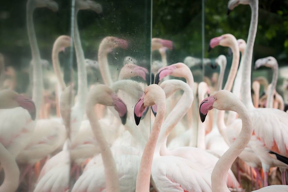 Onças-pintadas que mataram flamingos no Parque das Aves eram mãe e filhote: ensinando a caçar