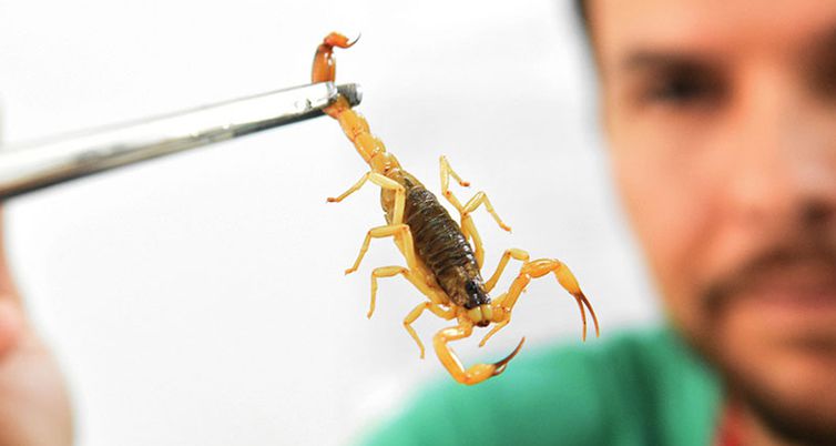 Vigilância alerta sobre incidência de escorpiões em Campo Mourão
