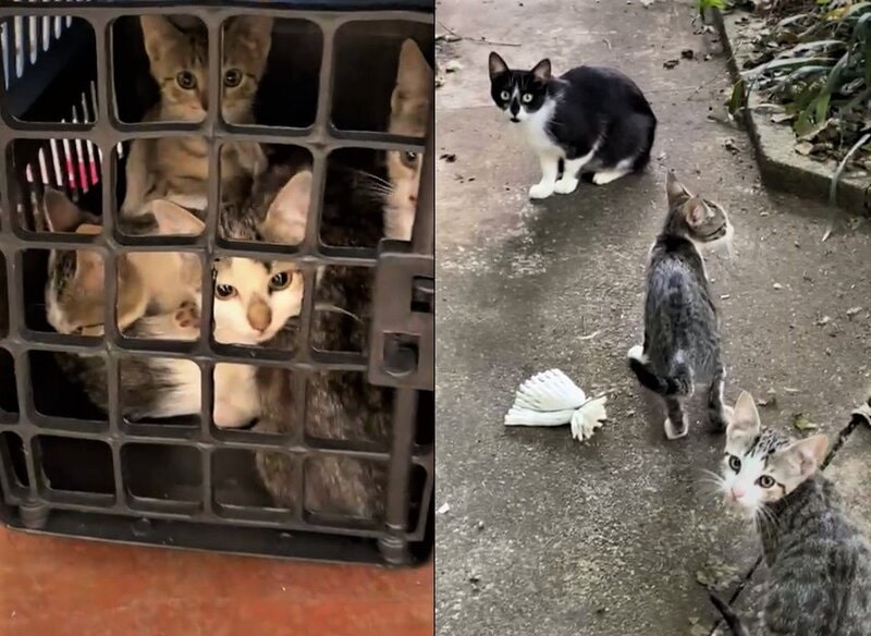 Protetores de animais encontram 70 gatinhos em casa de acumulador, em Curitiba