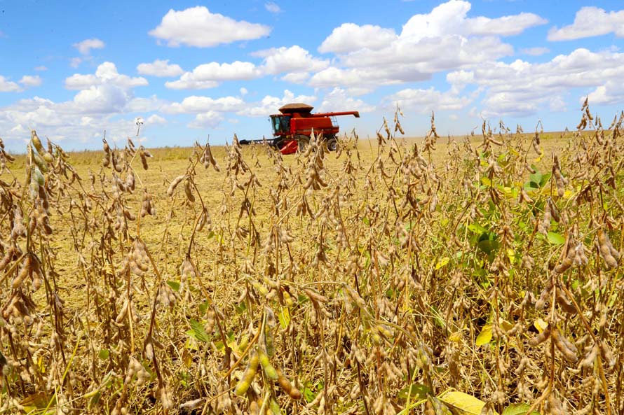 Safra de grãos pode chegar a 291,1 milhões de toneladas em 2021/22