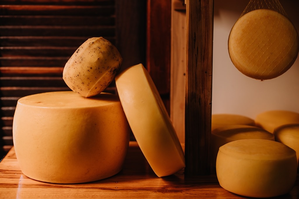 Os queijos coloniais do sudoeste do Paraná podem ganhar marca coletiva (Crédito - Carina Pelegrini)
