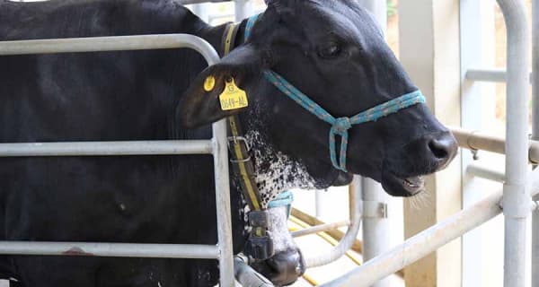 vaca nervosa emite mais metano e produz menos leite