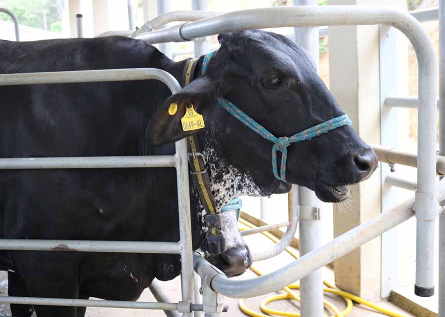 vaca nervosa emite mais metano e produz menos leite