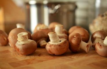 Aprenda noções básicas sobre cogumelos em curso on-line