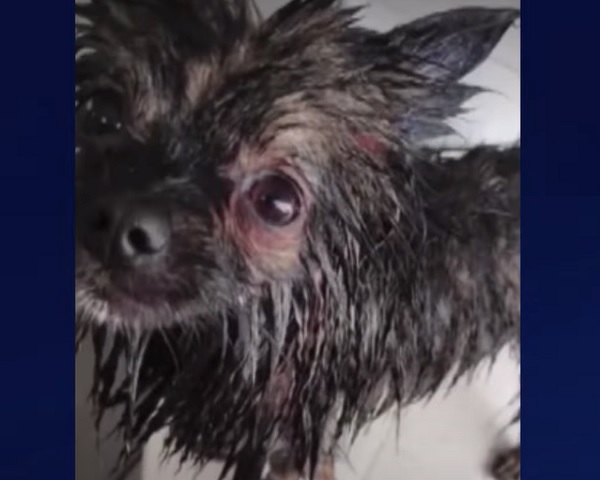 Médico é preso depois de agredir o próprio cachorro até a morte, em Cascavel